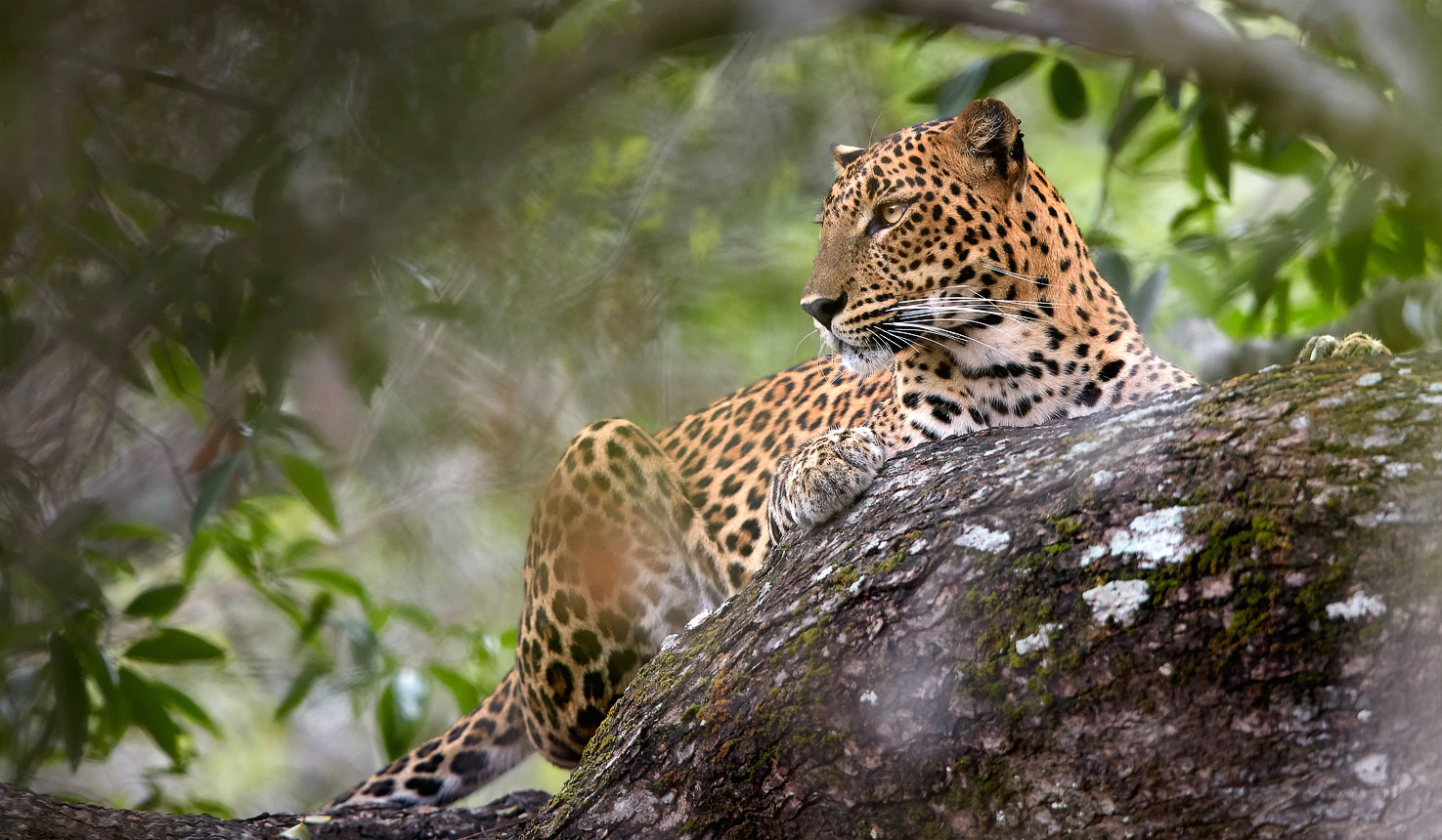 leopard safari yala